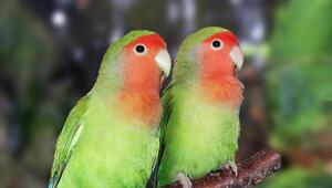 Zwei Rosenköpfchen haben auf einem Ast Platz genommen.