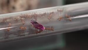 Wenn Ameisen willkommen sind: Bangkok-Café macht Insekten zum Erlebnis