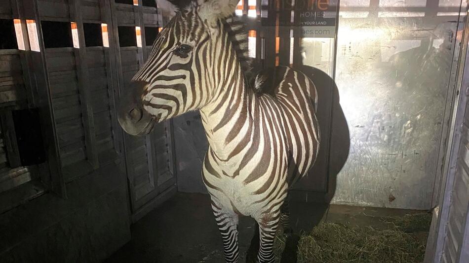 Vier Zebras in USA ausgebrochen