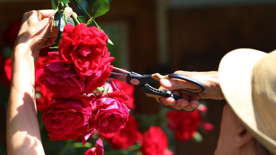 Ein Mann schneidet Blüten an einem Rosenstrauch ab