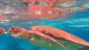 Unfassbar kriminell: Tourist füttert Schildkröte mit Gummiband – Polizei ermittelt