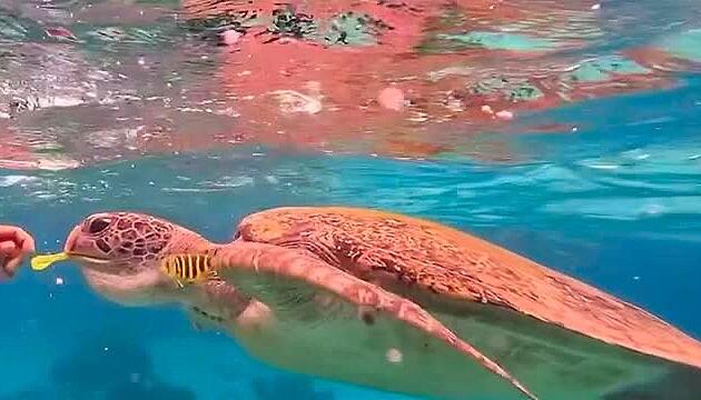 Unfassbar kriminell: Tourist füttert Schildkröte mit Gummiband – Polizei ermittelt