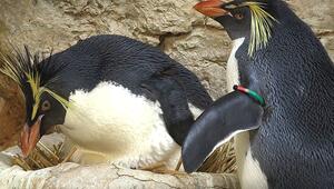 Langfinger im Nest: Männliche Felsenpinguine klauen bei den Nachbarn