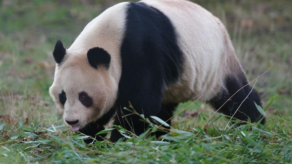 Einzige Pandas von Grossbritannien kehren nach China zurück