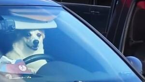 Hunde-Hupe: Ungeduldiger Corgi macht seiner Besitzerin Beine