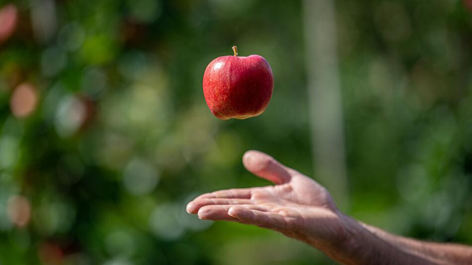 Mann wirft bei der Ernte einen Apfel in die Luft