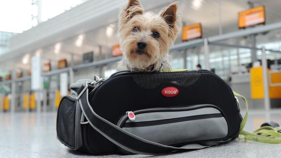 Ein Yorkshire Terrier sitzt am Flughafen in Transporttasche