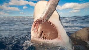 Ein Weisser Hai vor Hawaii.