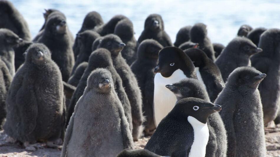 Adeliepinguine am Südpol