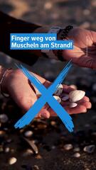 Warum Muscheln sammeln an vielen Stränden verboten ist