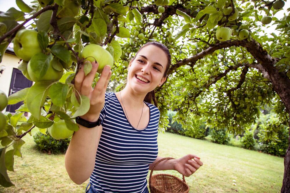 Frau erntet in einem Garten Äpfel