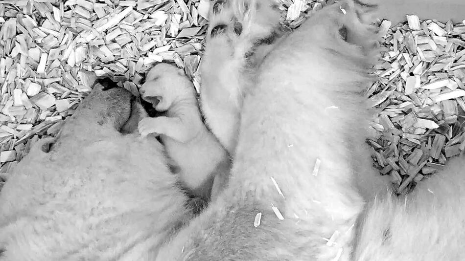 Eisbärbaby im Tierpark Berlin