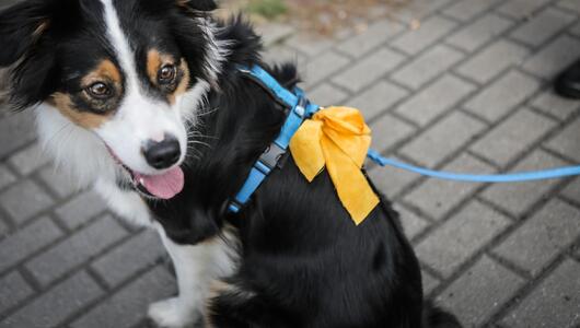 Hund mit gelber Schleife