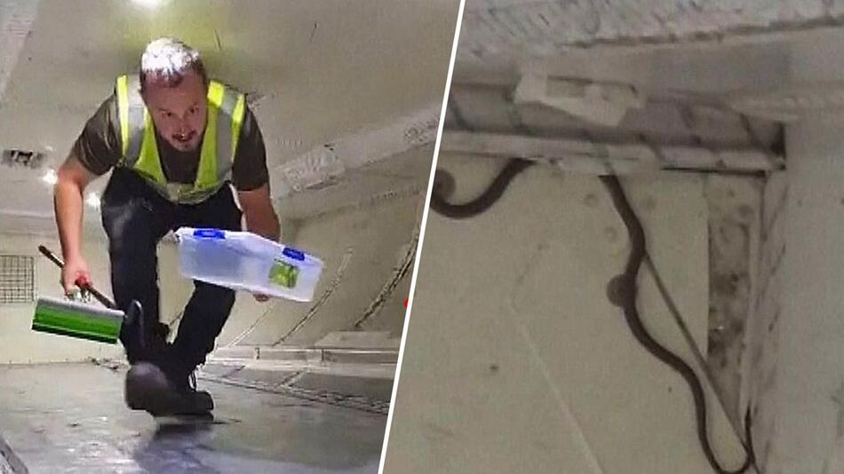 Blinde Passagierin mit Schuppen: Schlange sorgt für Flugchaos in Australien