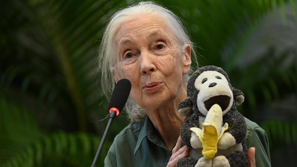 Die berühmte Verhaltensforscherin Jane Goodall wurde 91 Jahre alt.