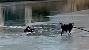 Im Eis eingebrochen: Treuer Border Collie will Herrchen mit Ast retten