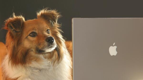 Hund am Notebook