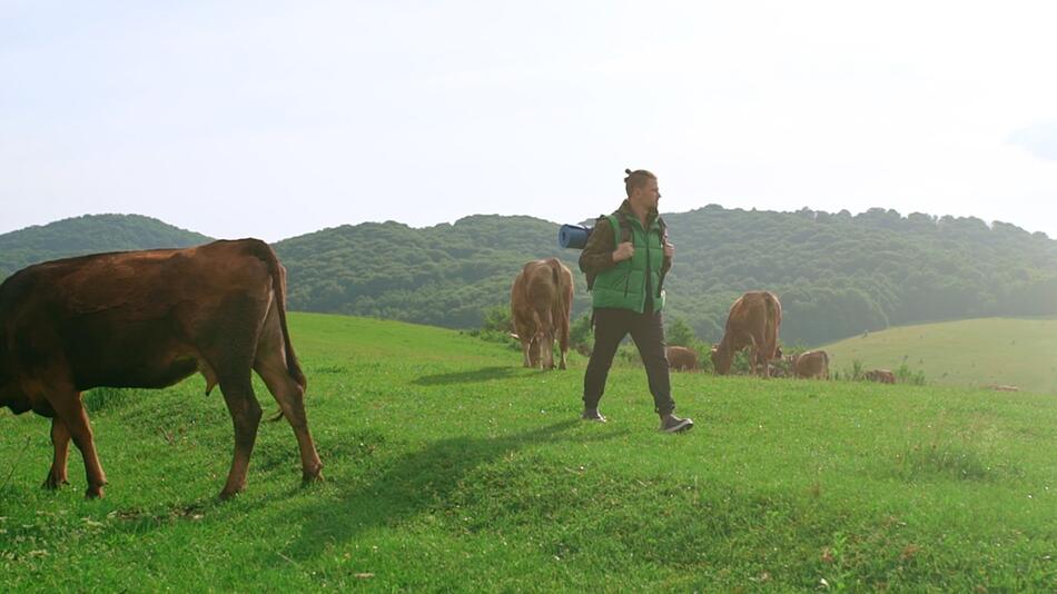 Wandern auf der Weide – so bleiben Begegnungen mit Kühen sicher