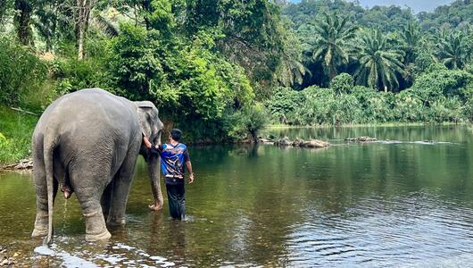 Elefantencamps in Thailand