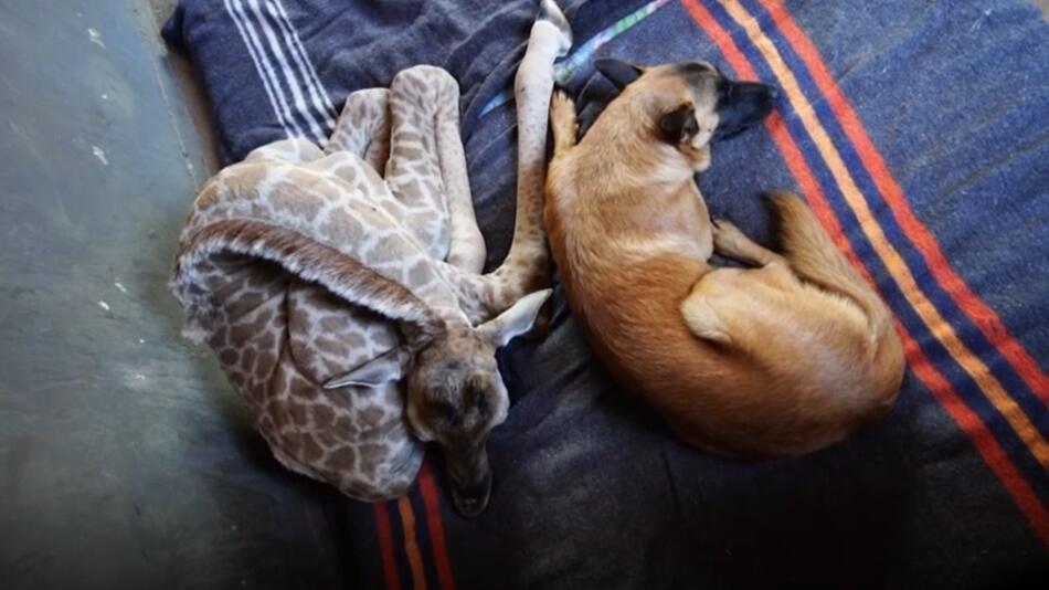 Schäferhund, Babygiraffe