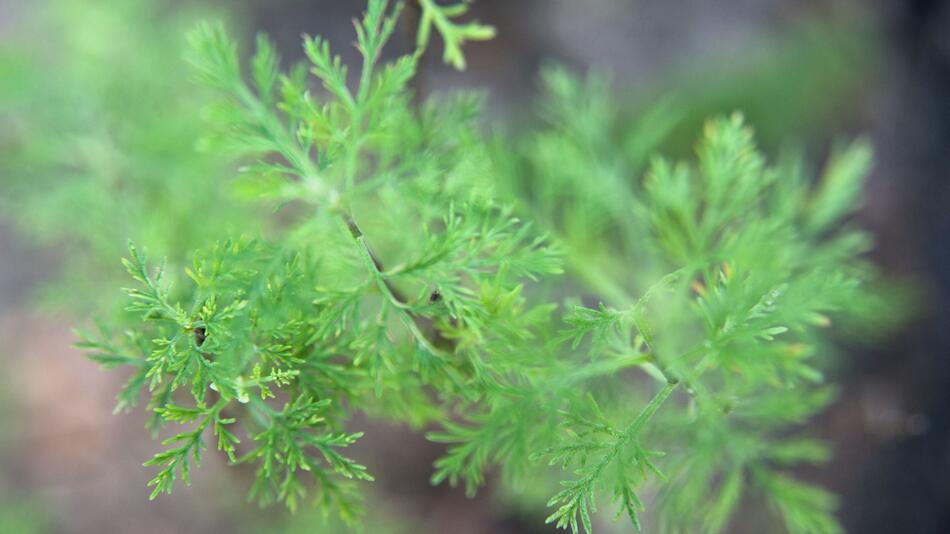 Eberraute (Artemisia abrotanum)