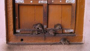 ratten vertreiben