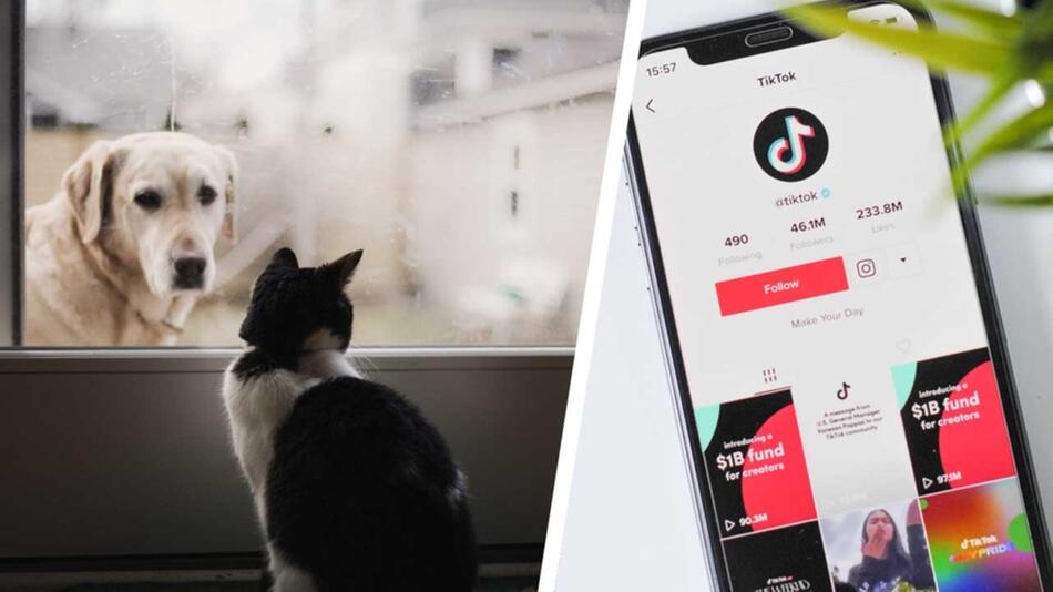 Petfluencing auf TikTok und Co.: Schaden sie ihren Haustieren?