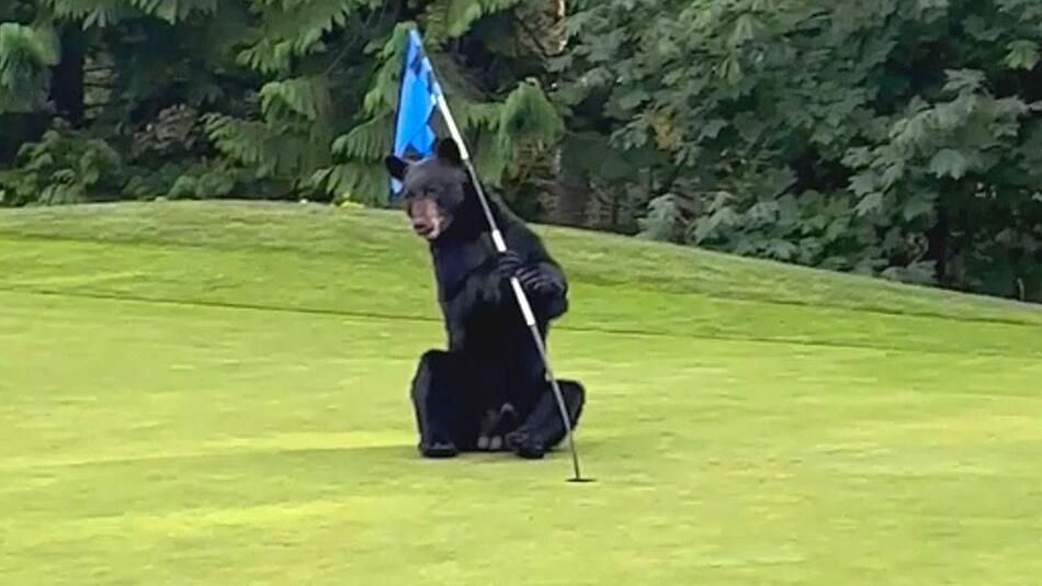 Golfplatz zerlegt: Neugieriger Bär tobt sich auf dem Grün aus