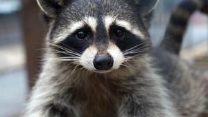 Urbanisierung verändert das Aussehen der Waschbären