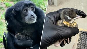Unerwartete Tierfreundschaft: Siamang-Dame Eve beschützt verirrtes Vogelbaby