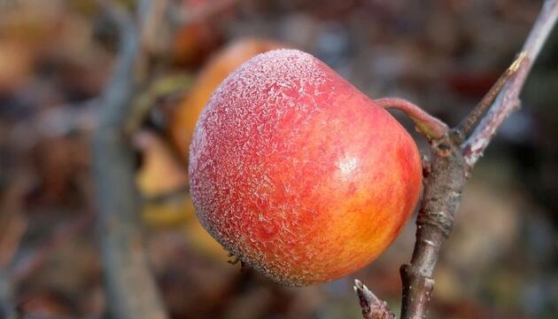 Winterapfel Obst Baum Frost