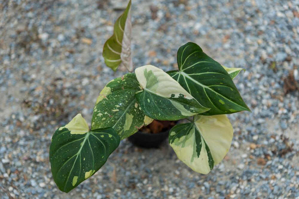 plant cloning paste Crazy Keiki Cloning Paste