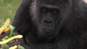 Fatou: Die mutmasslich älteste Gorilladame der Welt feiert 69. Geburtstag