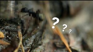 Welches Tier suchen wir?