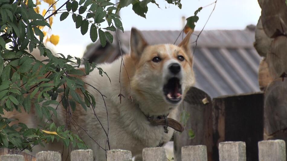 Wenn der Hund wählt: Warum er manche Menschen anbellt – und andere nicht
