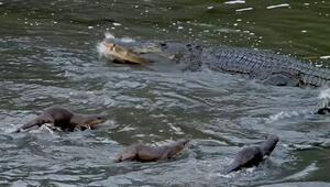 Kleine gegen Gross: Otterfamilie rückt Krokodil auf die Pelle