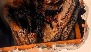 Süsses Geheimnis: Riesiges Bienennest in Wohnungsdecke entdeckt