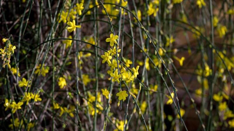 Blühender Winter-Jasmin