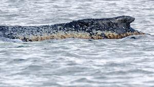 gestrandeter Buckelwal in der Wismarbucht