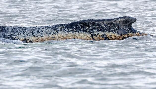 gestrandeter Buckelwal in der Wismarbucht