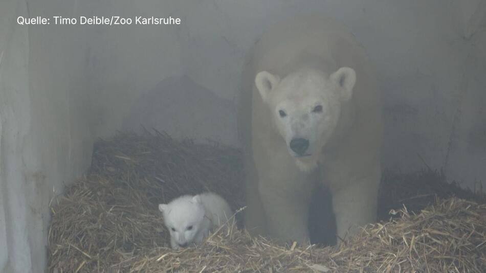 Eisbär-Nachwuchs fängt an zu krabbeln