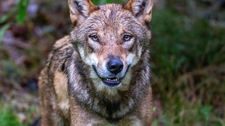 Niederlande verschärfen Warnung nach Wolfsattacke auf Kind