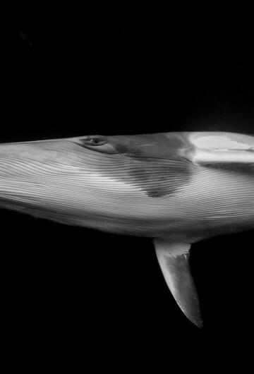 Ocean Photographer of the Year