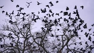 Krähen sammeln sich im Baum