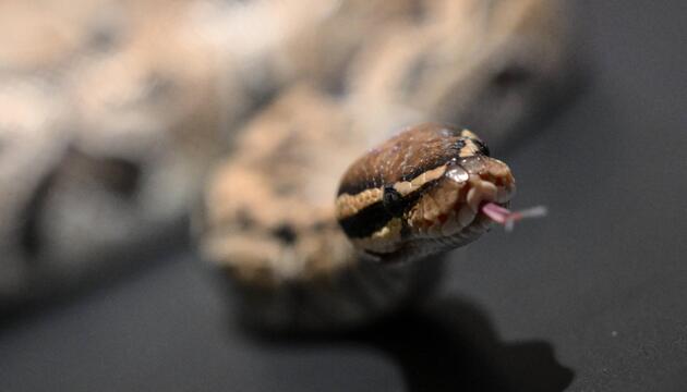 Python