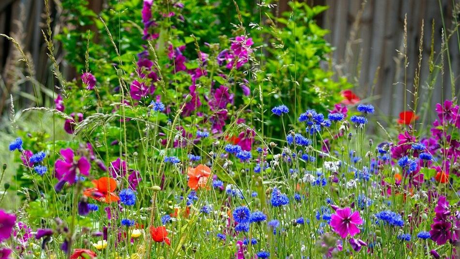 Blumenwiese anlegen