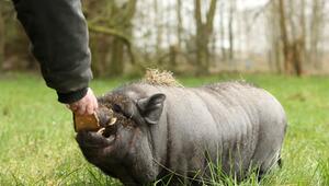 Eine Frau füttert ein Mini-Schwein