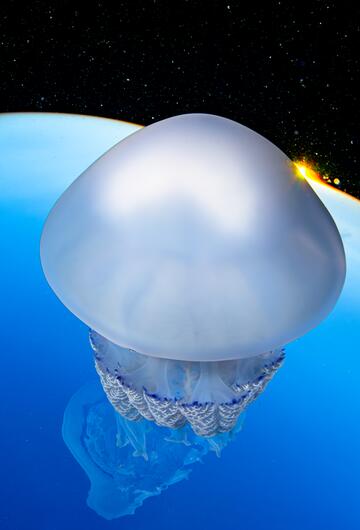 Ocean Photographer of the Year