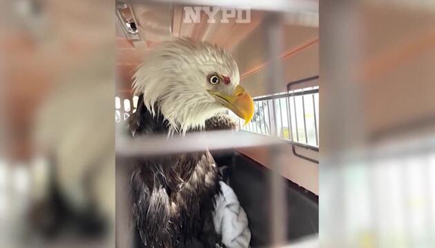 New York: Weisskopfseeadler von Polizei gerettet