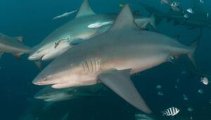 Studie zu Meerestieren: Bullenhaie haben soziale Ader